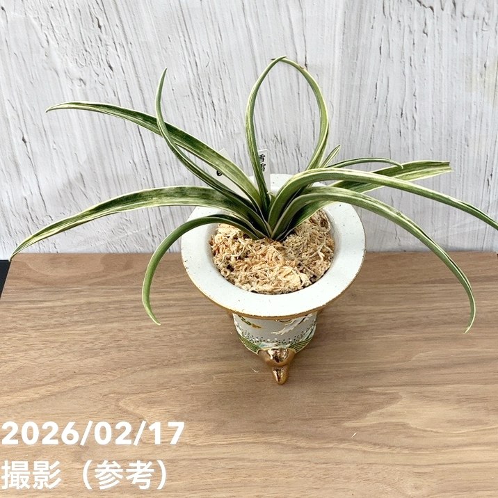 現品お届け】豊明園 万年青 オモト 雪雷（せつらい）錦鉢（O67）｜観葉