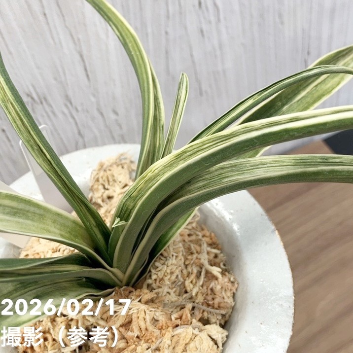 現品お届け】豊明園 万年青 オモト 雪雷（せつらい）錦鉢（O67）｜観葉