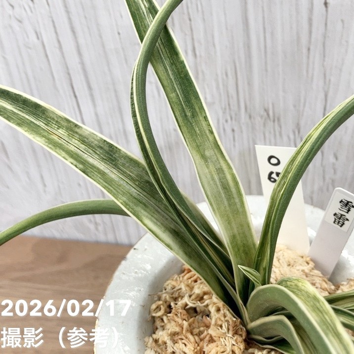 現品お届け】豊明園 万年青 オモト 雪雷（せつらい）錦鉢（O67）｜観葉