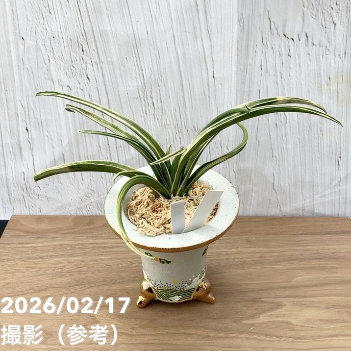 現品お届け】豊明園 万年青 オモト 雪雷（せつらい）錦鉢（O67）｜観葉