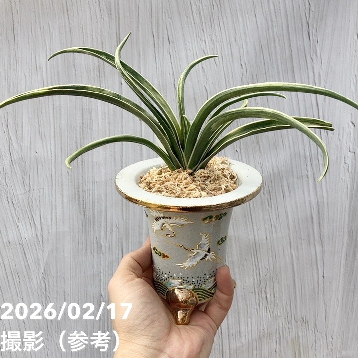 現品お届け】豊明園 万年青 オモト 雪雷（せつらい）錦鉢（O67）｜観葉