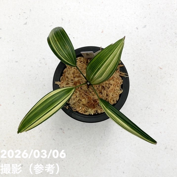 現品お届け】観音竹 カンノンチク 稚児錦 ちごにしき プラ鉢（K29