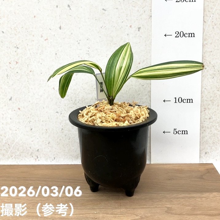 現品お届け】観音竹 カンノンチク 稚児錦 ちごにしき プラ鉢（K29