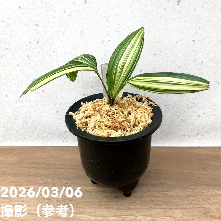 現品お届け】観音竹 カンノンチク 稚児錦 ちごにしき プラ鉢（K29