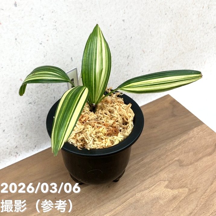 現品お届け】観音竹 カンノンチク 稚児錦 ちごにしき プラ鉢（K29