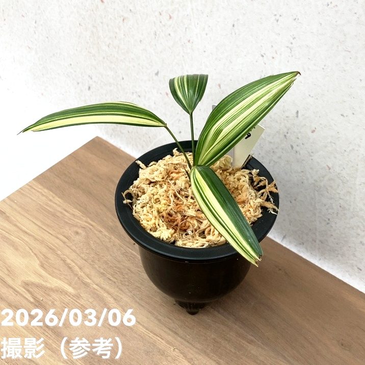 現品お届け】観音竹 カンノンチク 稚児錦 ちごにしき プラ鉢（K29