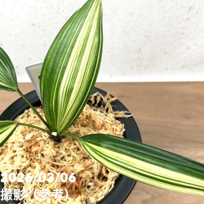 現品お届け】観音竹 カンノンチク 稚児錦 ちごにしき プラ鉢（K29