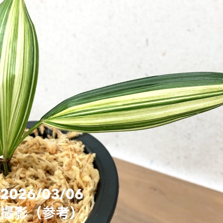 現品お届け】観音竹 カンノンチク 稚児錦 ちごにしき プラ鉢（K29