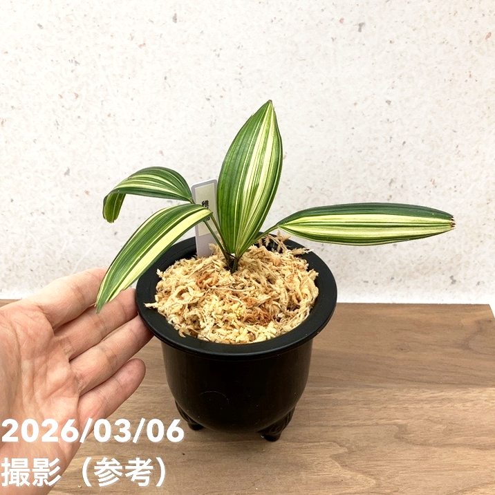 現品お届け】観音竹 カンノンチク 稚児錦 ちごにしき プラ鉢（K29