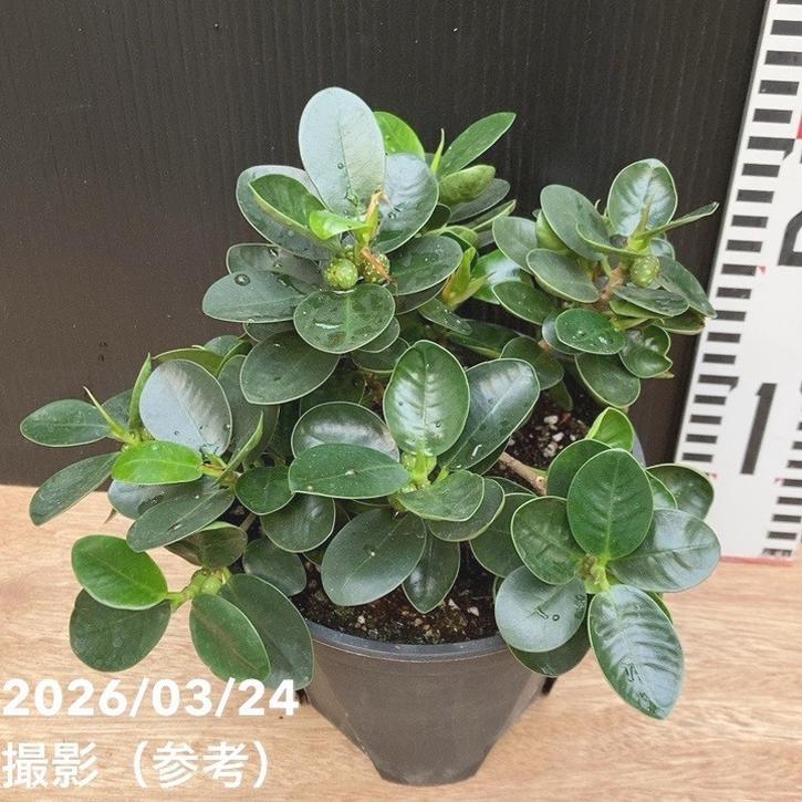 パンダガジュマル 5号｜観葉04-PA | 観葉・多肉 | 赤塚植物園