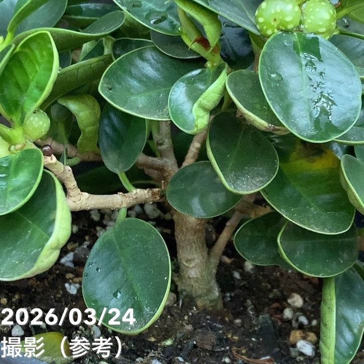 パンダガジュマル　　5号 パンダガジュマル 5号｜観葉04-PA | 観葉・多肉 | 赤塚植物園