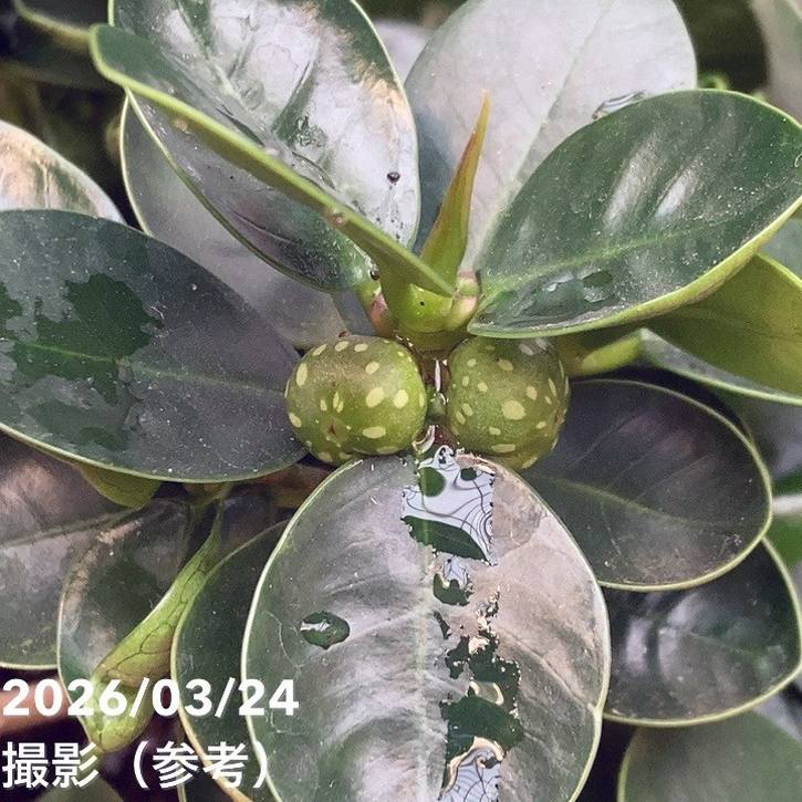 パンダガジュマル 5号｜観葉04-PA | 観葉・多肉 | 赤塚植物園