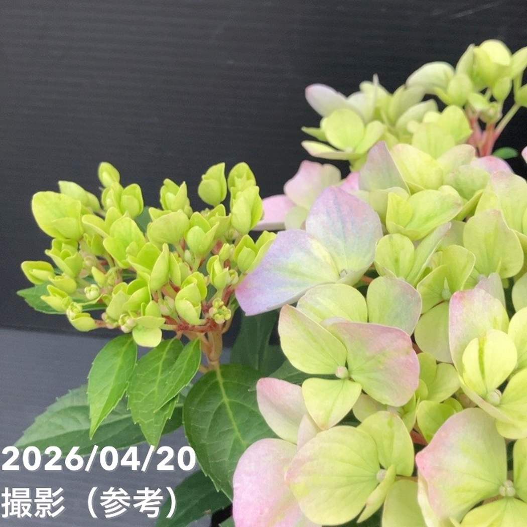 PW ラグランジア クリスタルヴェール2 5号｜花木10-TU | 花木・庭木