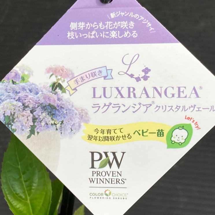 PW ラグランジア クリスタルヴェール2 5号｜花木10-TU | 花木・庭木