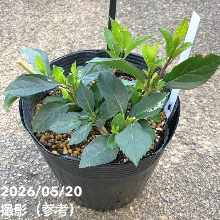 PW ラグランジア クリスタルヴェール2 5号｜花木10-TU | 花木・庭木