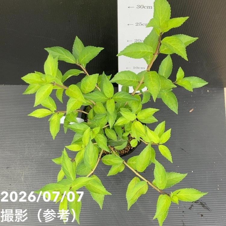 PW ラグランジア クリスタルヴェール2 5号｜花木10-TU | 花木・庭木