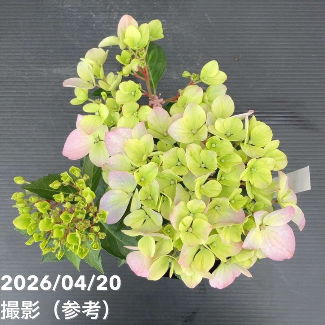 PW ラグランジア クリスタルヴェール2 5号｜花木10-TU | 花木・庭木