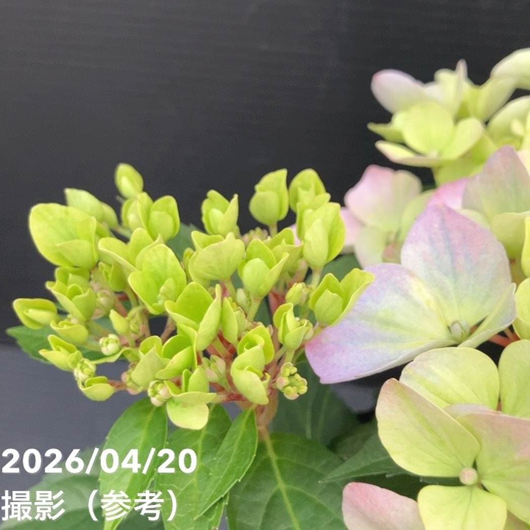 PW ラグランジア クリスタルヴェール2 5号｜花木10-TU | 花木・庭木