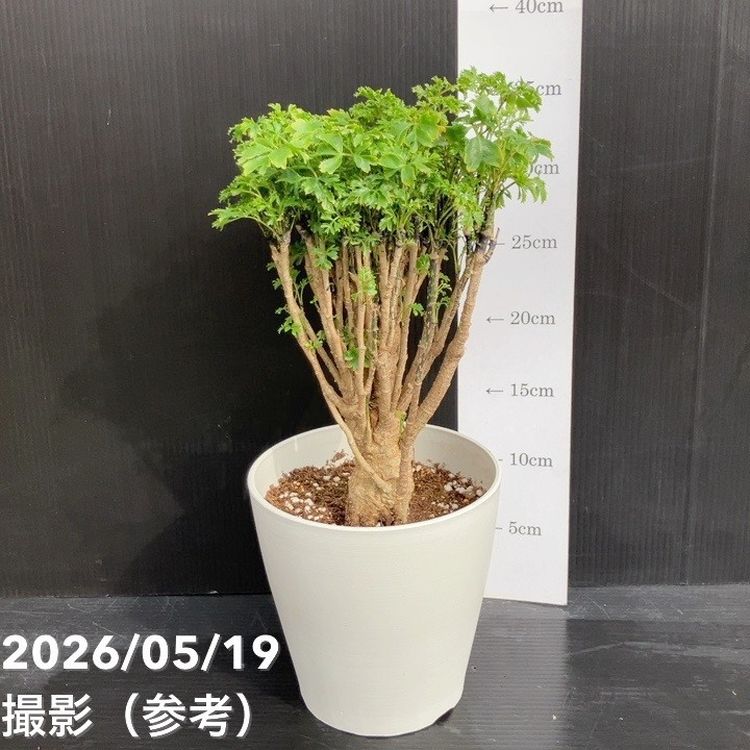 ポリシャス パセリ 5号｜観葉01-D1 | 観葉・多肉 | 赤塚植物園