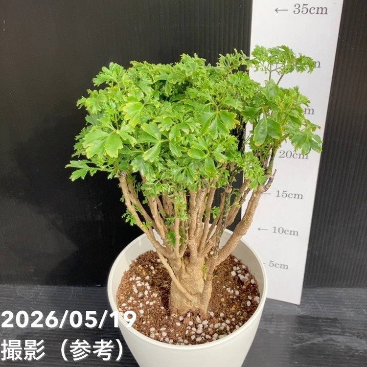 ポリシャス パセリ 5号｜観葉01-D1 | 観葉・多肉 | 赤塚植物園