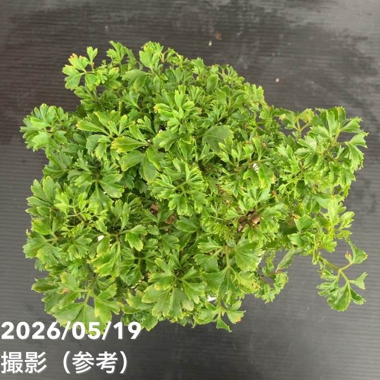 ポリシャス パセリ 5号｜観葉01-D1 | 観葉・多肉 | 赤塚植物園