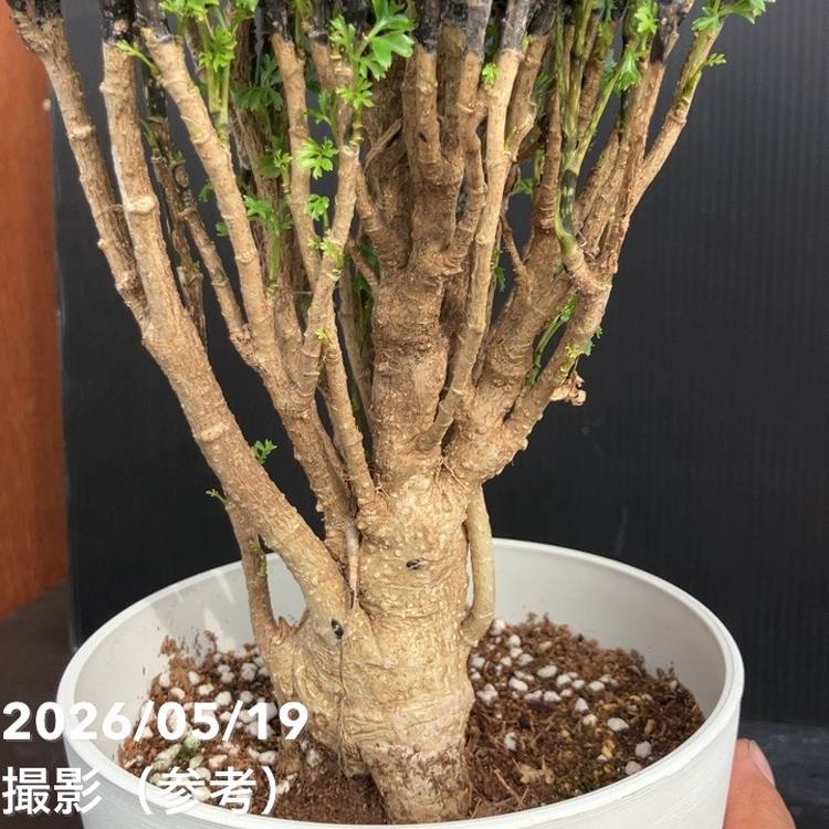 ポリシャス パセリ 5号｜観葉01-D1 | 観葉・多肉 | 赤塚植物園