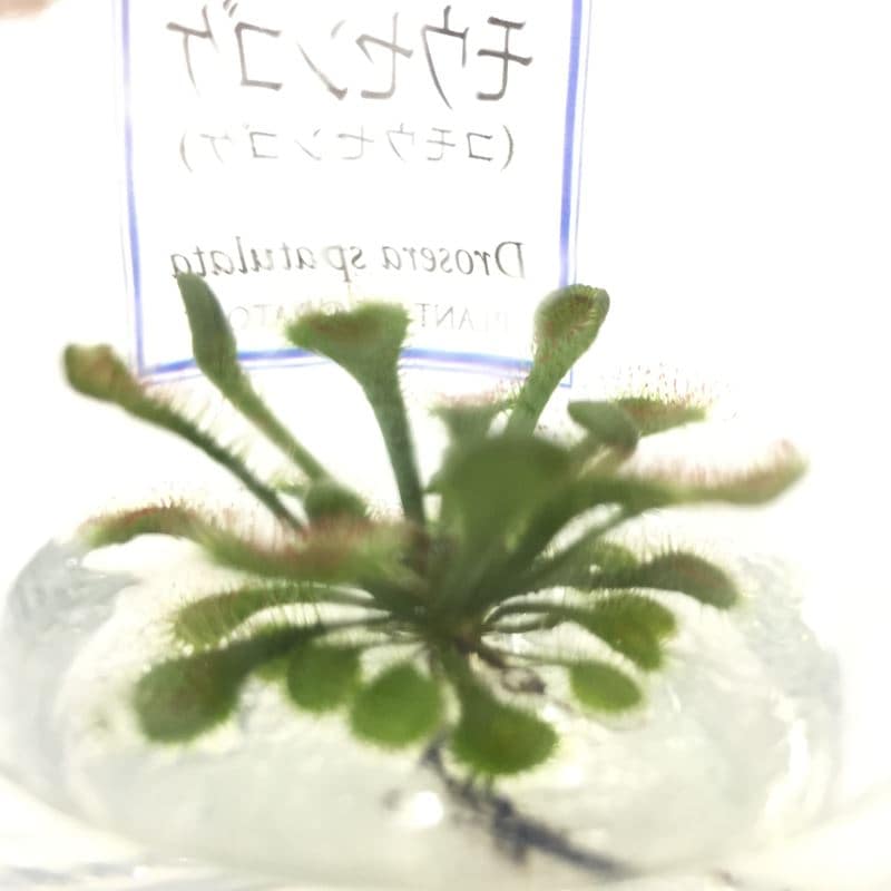 ビンの中で育む植物 植物ラボ モウセンゴケ : Drosera spatulata※お届けまでに最大14日|観葉07-TU