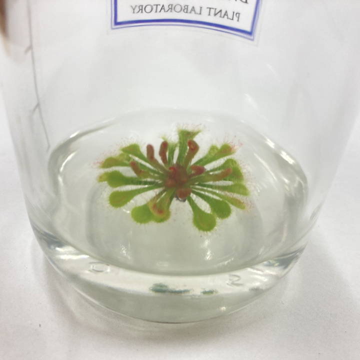 ビンの中で育む植物 植物ラボ モウセンゴケ : Drosera spatulata※お届けまでに最大14日|観葉07-TU