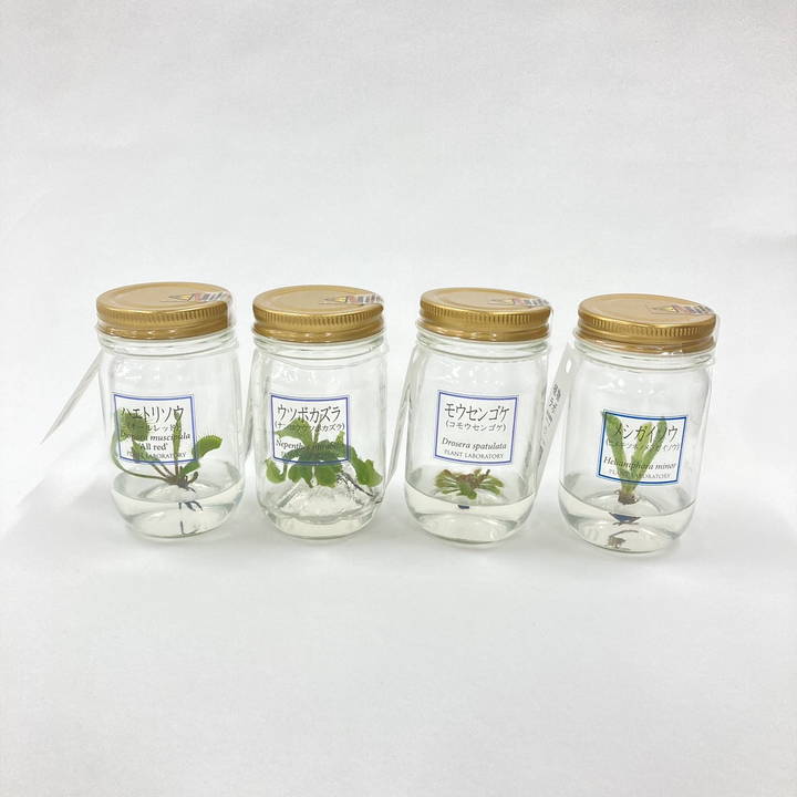 ビンの中で育む植物 植物ラボ モウセンゴケ : Drosera spatulata※お届けまでに最大14日|観葉07-TU
