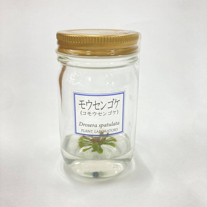 ビンの中で育む植物 植物ラボ モウセンゴケ : Drosera spatulata※お届けまでに最大14日|観葉07-TU