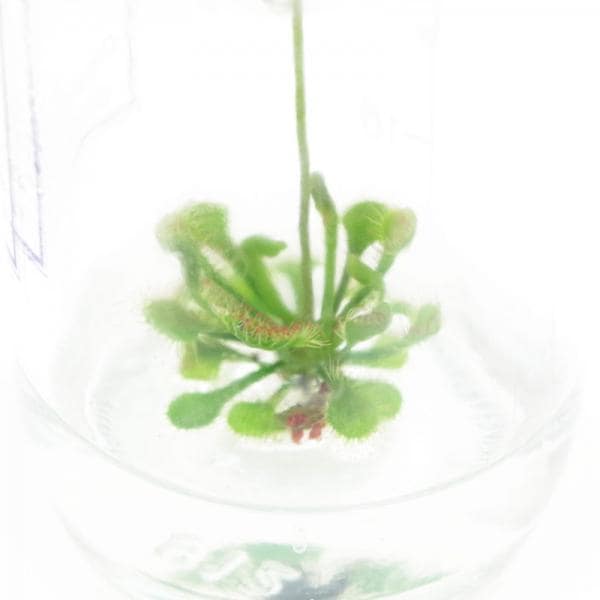 ビンの中で育む植物 植物ラボ モウセンゴケ : Drosera spatulata※お届けまでに最大14日|観葉07-TU