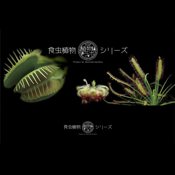 ビンの中で育む植物 植物ラボ モウセンゴケ : Drosera spatulata※お届けまでに最大14日|観葉07-TU