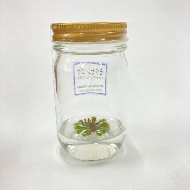 ビンの中で育む植物 植物ラボ モウセンゴケ : Drosera spatulata※お届けまでに最大14日|観葉07-TU