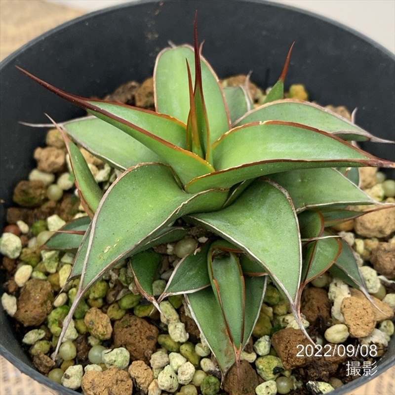 アガベ 3.5号 インプレッサ インプレッシブ impressa Impressiv|観葉01-D1