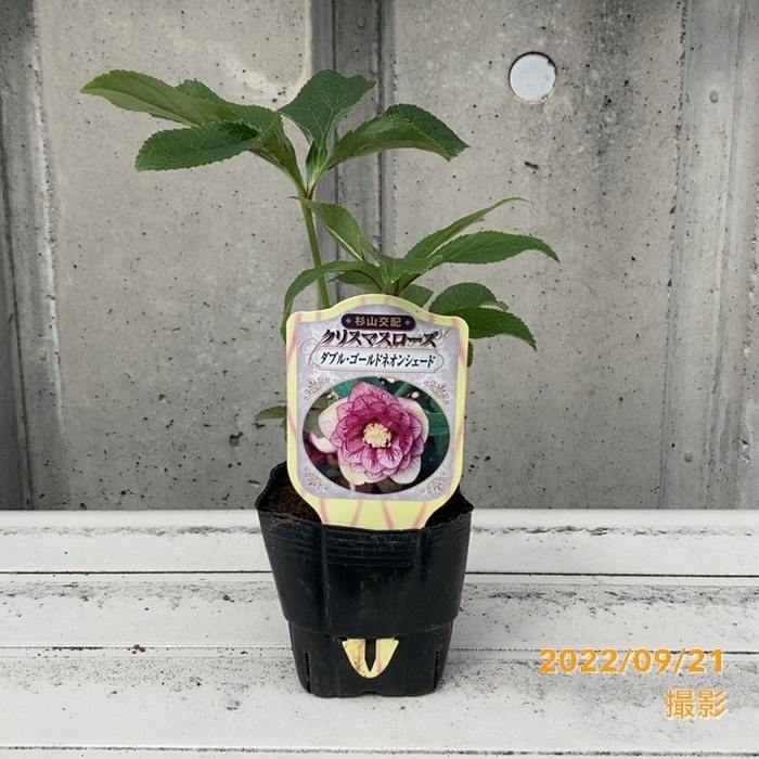 クリスマスローズ ダブル・ゴールドネオンシェード 3号 杉山交配｜山野