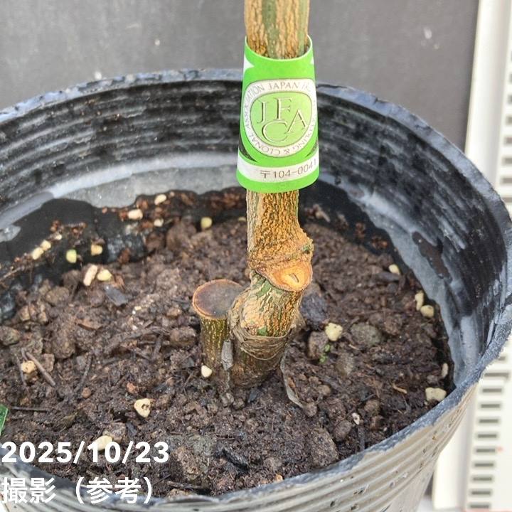 みかん 津之輝 5号ロングポット 2年生苗 PVP｜柑橘｜果樹04-PA | 果樹