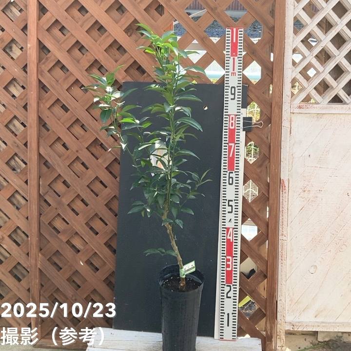 みかん 津之輝 5号ロングポット 2年生苗 PVP｜柑橘｜果樹04-PA | 果樹