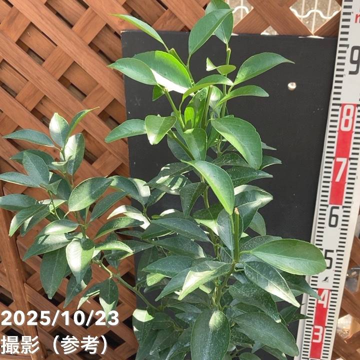 ご予約苗 みかん 津之輝 5号ロングポット 2年生苗 PVP｜柑橘｜果樹04-PA | 果樹