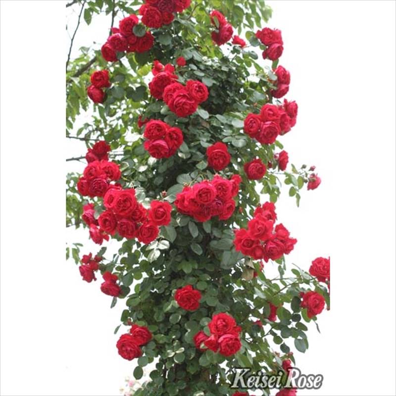 バラ大苗 フロレンティーナ 4.5号ロングポット 京成バラ園芸｜花木04