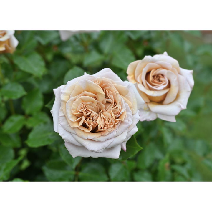 遊助 CD バラ 遊助 CD バラ ディスコグラフィ | Sony Music