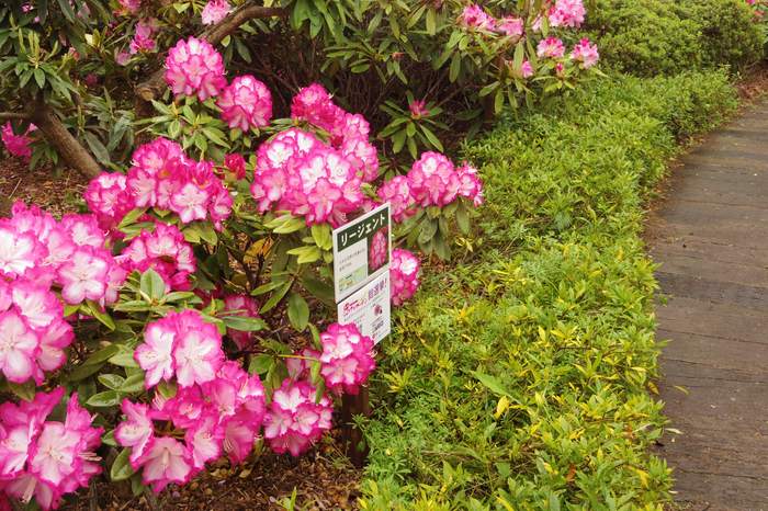 西洋シャクナゲ 6号 リージェント｜花木03-D3 | 花木・庭木,シャクナゲ