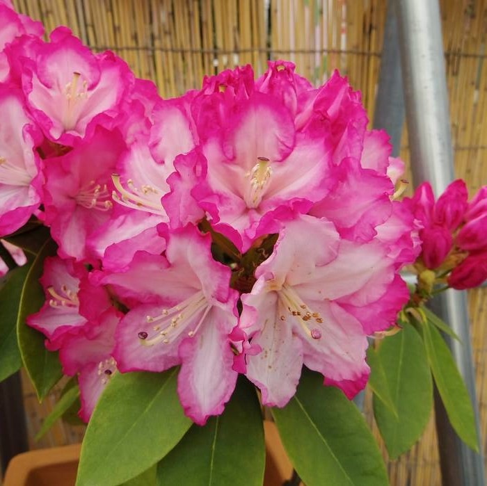 西洋シャクナゲ 6号 リージェント｜花木03-D3 | 花木・庭木,シャクナゲ