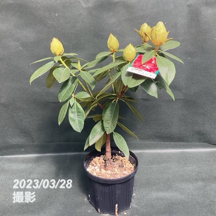 西洋シャクナゲ 6号 リージェント｜花木03-D3 | 花木・庭木,シャクナゲ