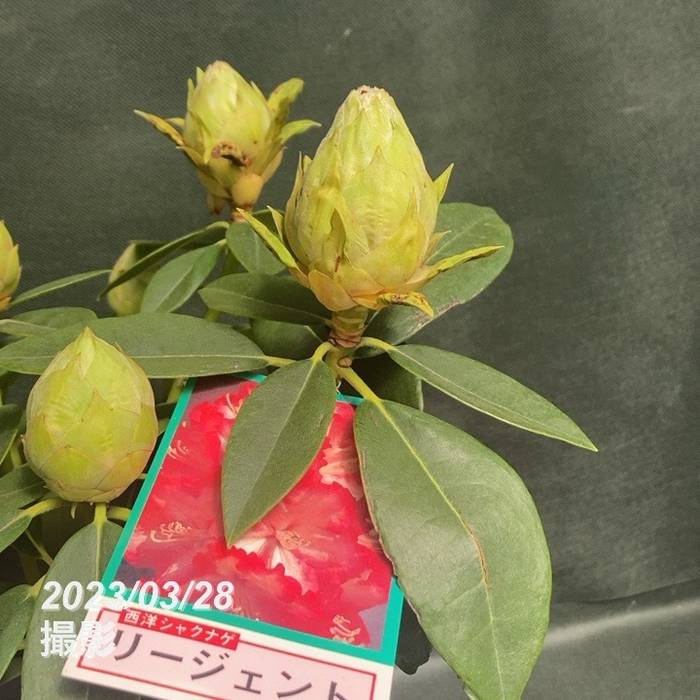 西洋シャクナゲ 6号 リージェント｜花木03-D3 | 花木・庭木,シャクナゲ