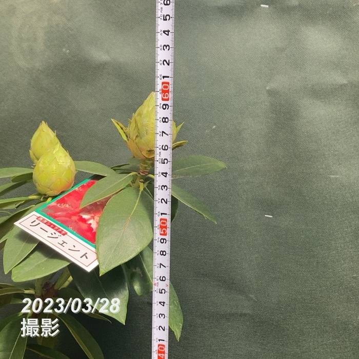 西洋シャクナゲ 6号 リージェント｜花木03-D3 | 花木・庭木,シャクナゲ