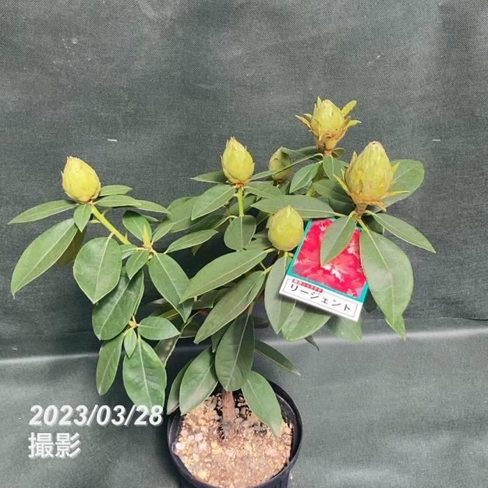 西洋シャクナゲ 6号 リージェント｜花木03-D3 | 花木・庭木,シャクナゲ