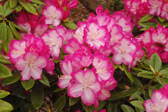 西洋シャクナゲ 6号 リージェント｜花木03-D3 | 花木・庭木,シャクナゲ