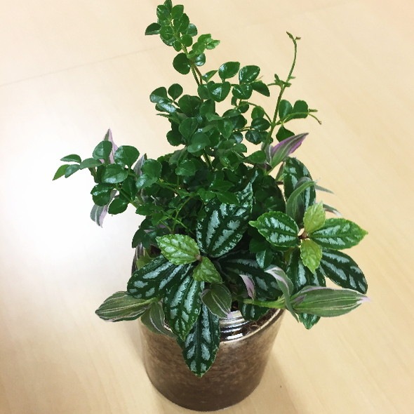 ベラボンプレミアム 50L 楽天市場】ベラボン・プレミアム 50L フジック 観葉植物 寄せ植え 多肉