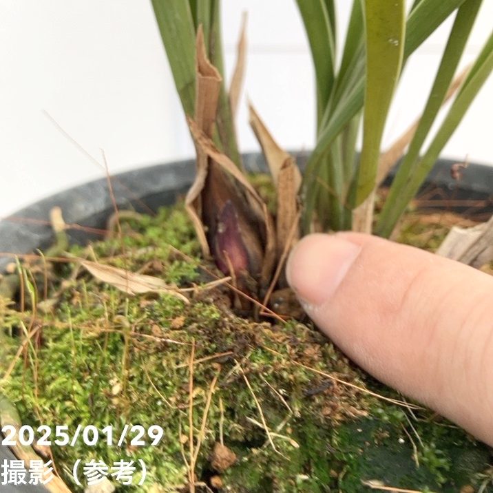 キンリョウヘン　花芽4つ 花芽2個付き＞キンリョウヘン 4号（原種 赤花系）｜ミツバチ蘭