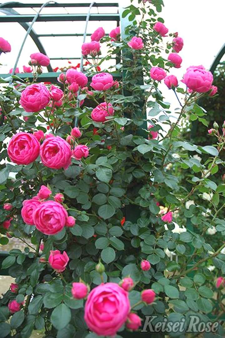 バラ大苗 ポンポネッラ 4.5号ロングポット 京成バラ園芸 PVP｜花木04